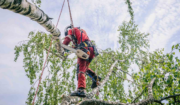 сложные случаи спила деревьев и кустов
