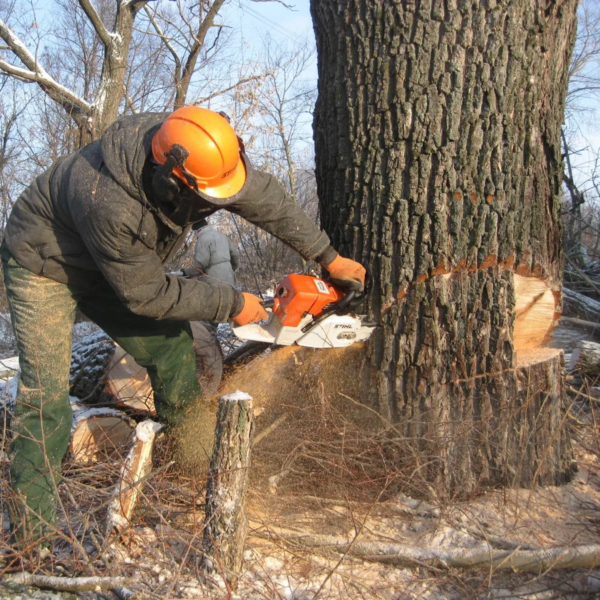 Любая сложность спила деревьев