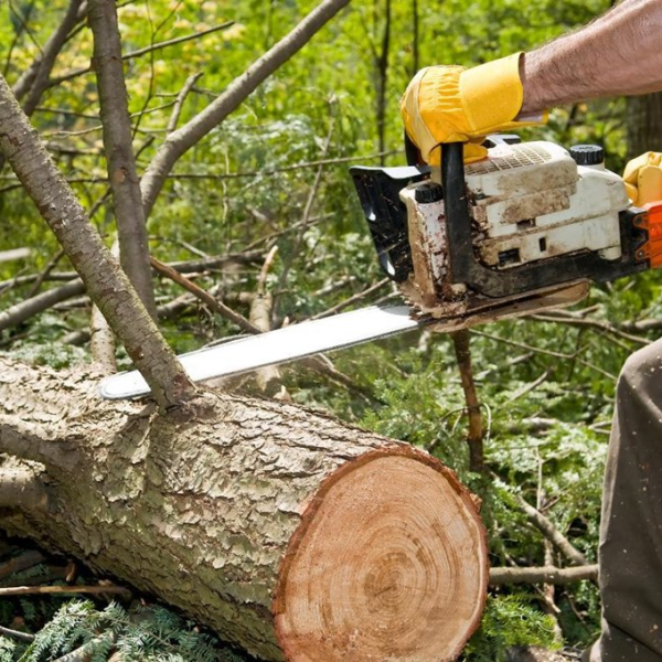 Нужно спилить дерево? Звоните