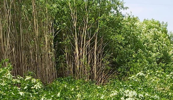 кустарник вырубка