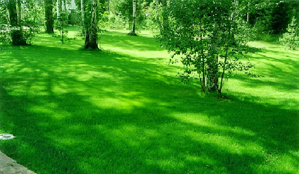 скошеная трава это мы