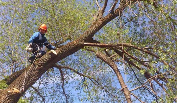 пил веток быстро